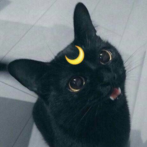 Moon Cat